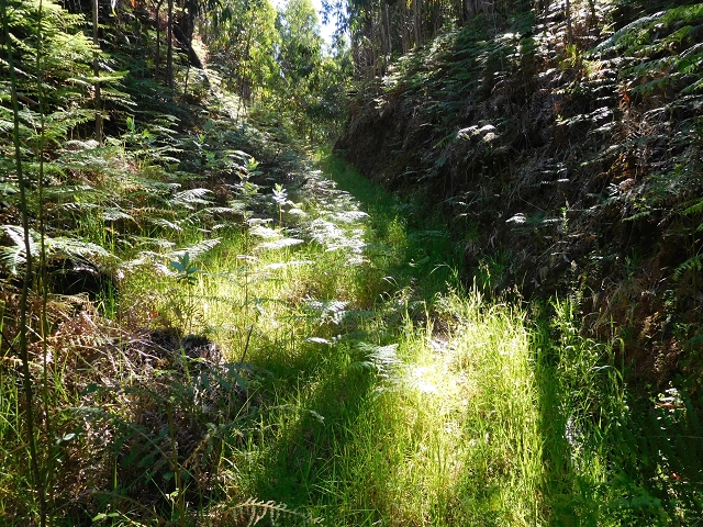 20.06.2016 Levada da Serra da Ponte do Pargo-Levada Nova-Rundtour — Von der Levada Nova entlang der Forstpiste — Foto 14