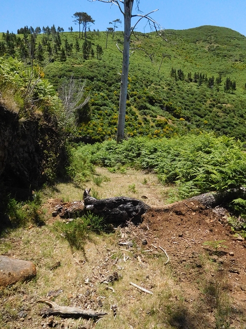 20.06.2016 Levada da Serra da Ponte do Pargo-Levada Nova-Rundtour — Zurück zur Bachpassage — Foto 7