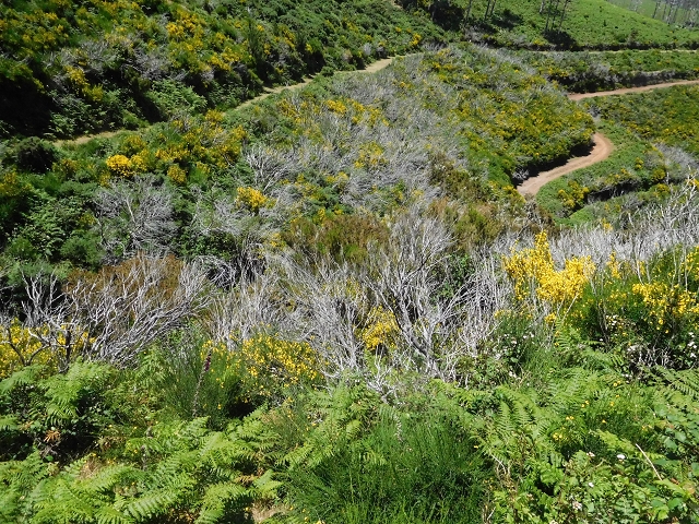 20.06.2016 Levada da Serra da Ponte do Pargo-Levada Nova-Rundtour — Zurück zur Bachpassage — Foto 8