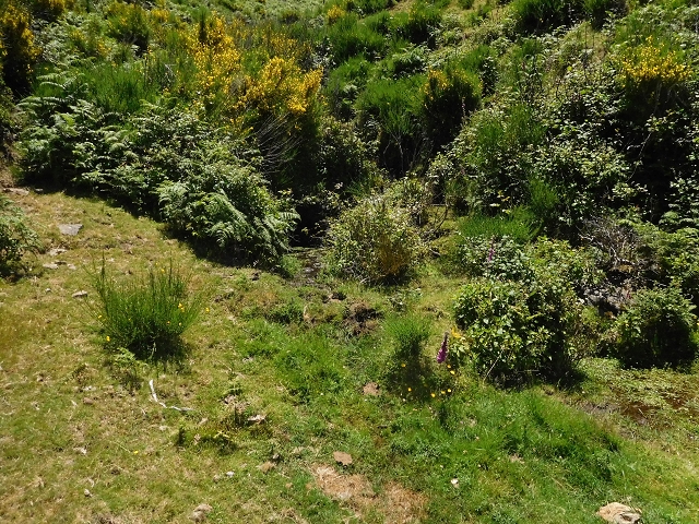 20.06.2016 Levada da Serra da Ponte do Pargo-Levada Nova-Rundtour — Zurück zur Bachpassage — Foto 9