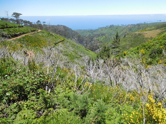 20.06.2016 Levada da Serra da Ponte do Pargo-Levada Nova-Rundtour — Zurück zur Bachpassage — Foto 11