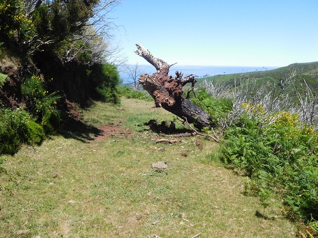 20.06.2016 Levada da Serra da Ponte do Pargo-Levada Nova-Rundtour — Zurück zur Bachpassage — Foto 12
