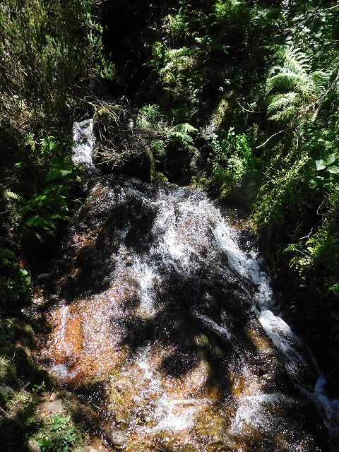 20.06.2016 Levada da Serra da Ponte do Pargo-Levada Nova-Rundtour — Zurück zur Bachpassage — Foto 14