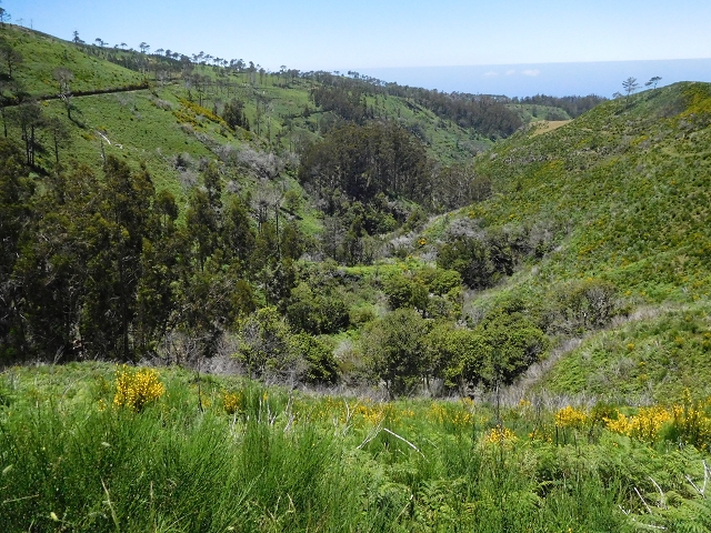 20.06.2016 Levada da Serra da Ponte do Pargo-Levada Nova-Rundtour — Forstpisten und Abstieg zur Levada Nova — Foto 1