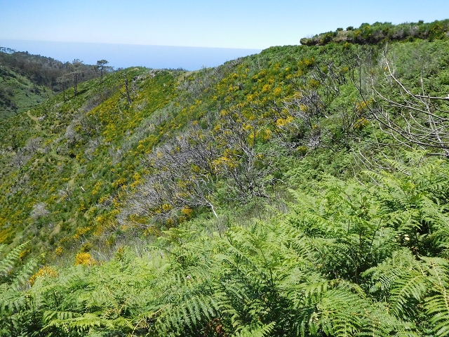 20.06.2016 Levada da Serra da Ponte do Pargo-Levada Nova-Rundtour — Forstpisten und Abstieg zur Levada Nova — Foto 2