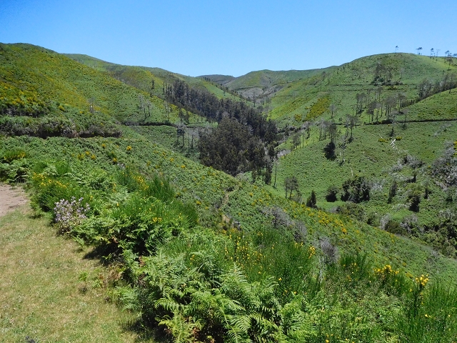 20.06.2016 Levada da Serra da Ponte do Pargo-Levada Nova-Rundtour — Forstpisten und Abstieg zur Levada Nova — Foto 3
