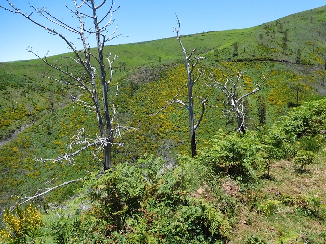 20.06.2016 Levada da Serra da Ponte do Pargo-Levada Nova-Rundtour — Forstpisten und Abstieg zur Levada Nova — Foto 4