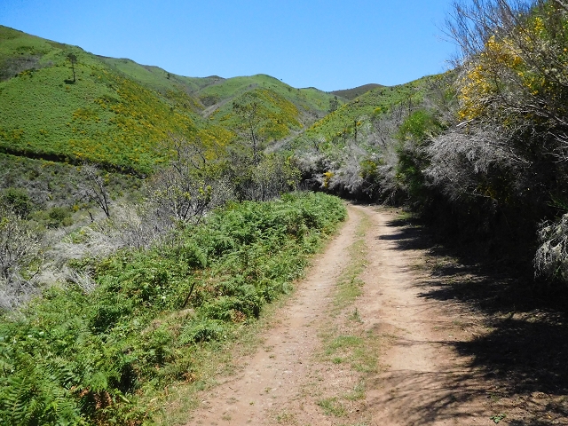 20.06.2016 Levada da Serra da Ponte do Pargo-Levada Nova-Rundtour — Forstpisten und Abstieg zur Levada Nova — Foto 5