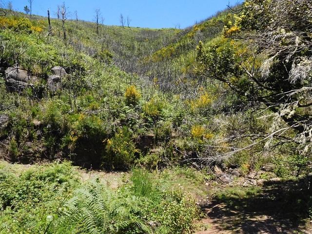 20.06.2016 Levada da Serra da Ponte do Pargo-Levada Nova-Rundtour — Forstpisten und Abstieg zur Levada Nova — Foto 6
