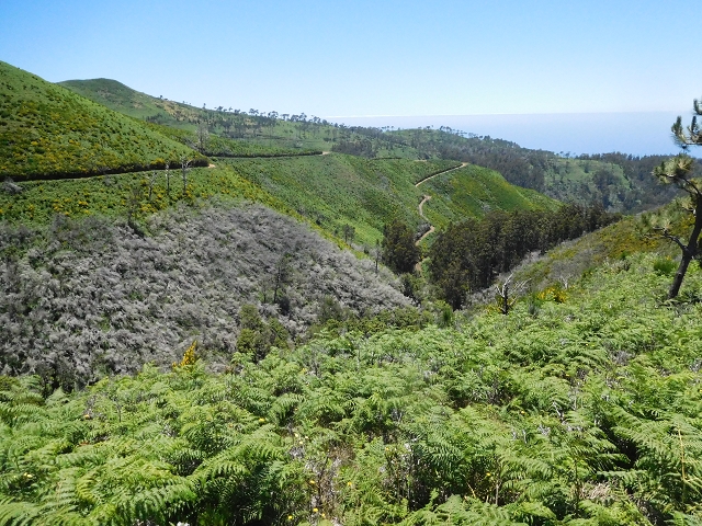 20.06.2016 Levada da Serra da Ponte do Pargo-Levada Nova-Rundtour — Forstpisten und Abstieg zur Levada Nova — Foto 7