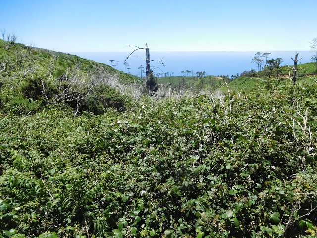20.06.2016 Levada da Serra da Ponte do Pargo-Levada Nova-Rundtour — Forstpisten und Abstieg zur Levada Nova — Foto 8