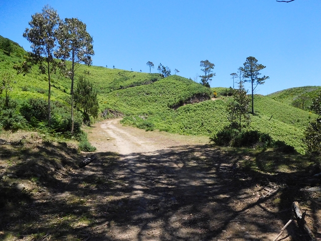 20.06.2016 Levada da Serra da Ponte do Pargo-Levada Nova-Rundtour — Forstpisten und Abstieg zur Levada Nova — Foto 9