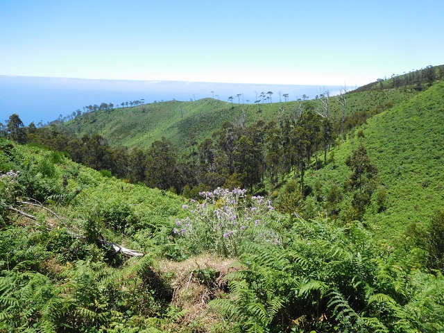 20.06.2016 Levada da Serra da Ponte do Pargo-Levada Nova-Rundtour — Forstpisten und Abstieg zur Levada Nova — Foto 10