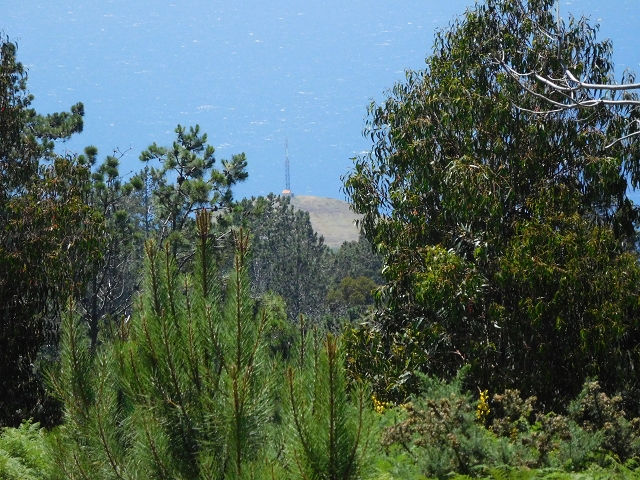 20.06.2016 Levada da Serra da Ponte do Pargo-Levada Nova-Rundtour — Forstpisten und Abstieg zur Levada Nova — Foto 11