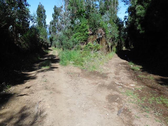20.06.2016 Levada da Serra da Ponte do Pargo-Levada Nova-Rundtour — Von der Levada Nova entlang der Forstpiste — Foto 16