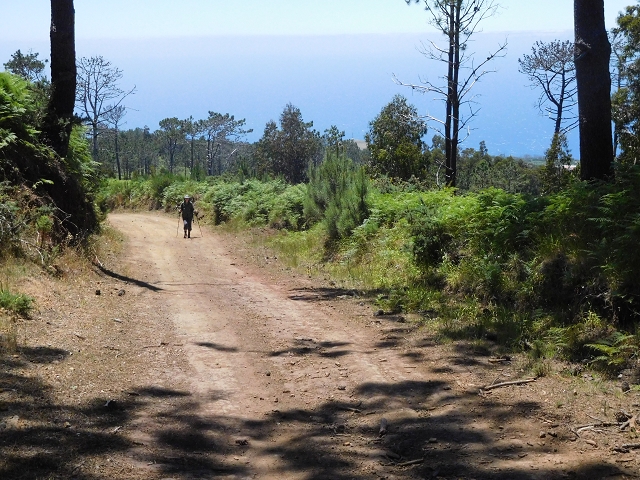20.06.2016 Levada da Serra da Ponte do Pargo-Levada Nova-Rundtour — Forstpisten und Abstieg zur Levada Nova — Foto 12