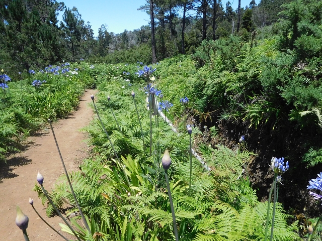 20.06.2016 Levada da Serra da Ponte do Pargo-Levada Nova-Rundtour — Zurück auf der Levada Nova — Foto 1
