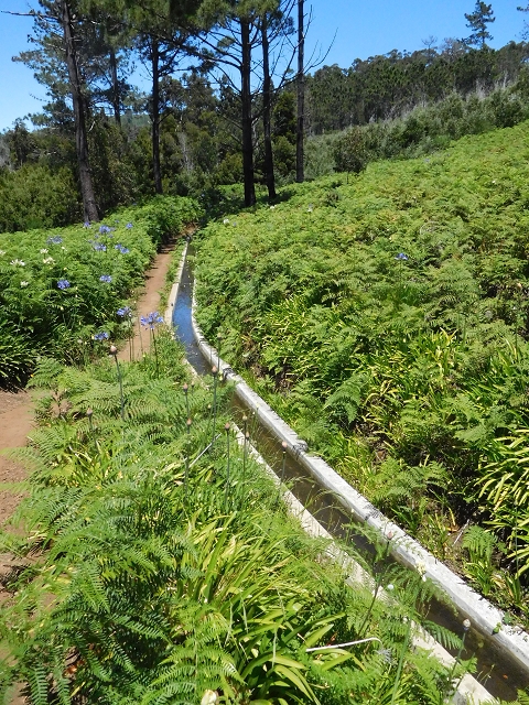 20.06.2016 Levada da Serra da Ponte do Pargo-Levada Nova-Rundtour — Zurück auf der Levada Nova — Foto 2