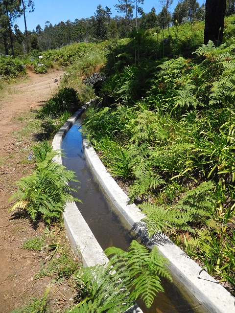 20.06.2016 Levada da Serra da Ponte do Pargo-Levada Nova-Rundtour — Zurück auf der Levada Nova — Foto 4