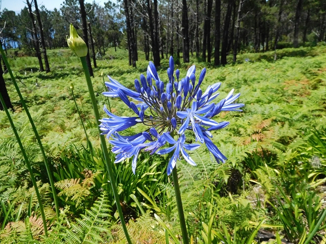 20.06.2016 Levada da Serra da Ponte do Pargo-Levada Nova-Rundtour — Zurück auf der Levada Nova — Foto 5