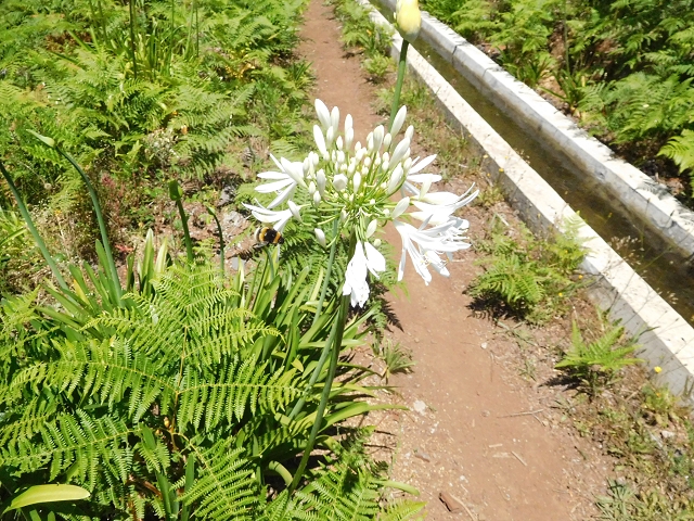 Levada Nova — Ponta do Pargo, Ribeira dos Moinhos — Foto 9