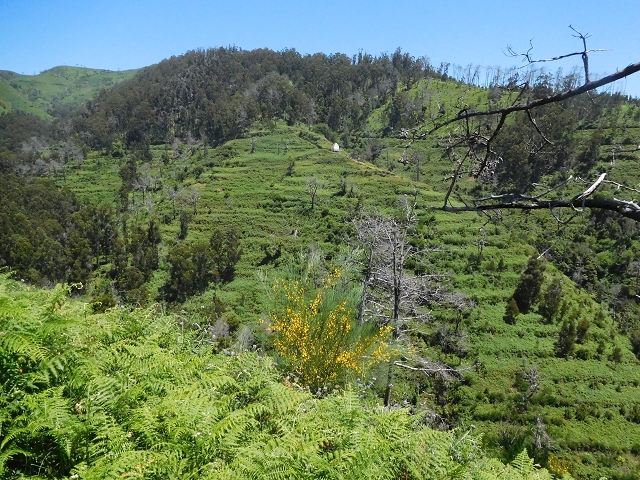 20.06.2016 Levada da Serra da Ponte do Pargo-Levada Nova-Rundtour — Zurück auf der Levada Nova — Foto 8
