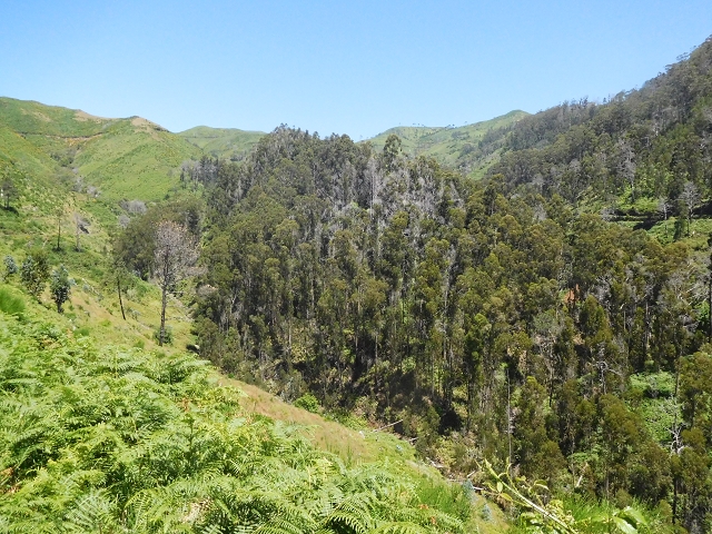 20.06.2016 Levada da Serra da Ponte do Pargo-Levada Nova-Rundtour — Zurück auf der Levada Nova — Foto 10
