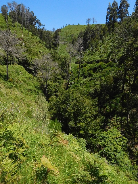 20.06.2016 Levada da Serra da Ponte do Pargo-Levada Nova-Rundtour — Zurück auf der Levada Nova — Foto 11