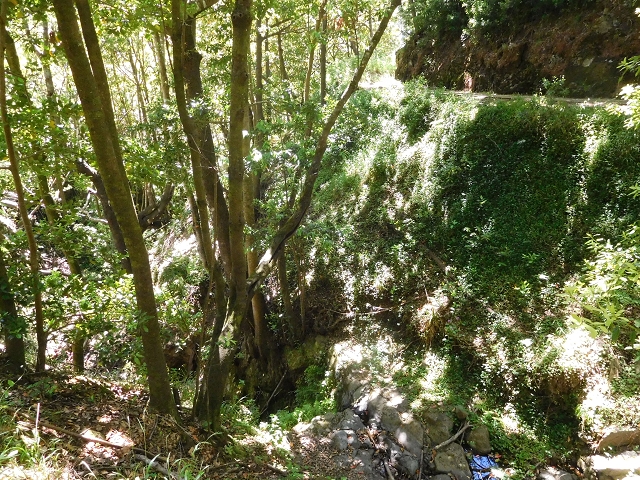 20.06.2016 Levada da Serra da Ponte do Pargo-Levada Nova-Rundtour — Zurück auf der Levada Nova — Foto 14