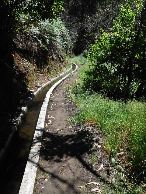 20.06.2016 Levada da Serra da Ponte do Pargo-Levada Nova-Rundtour — Zurück auf der Levada Nova — Foto 15