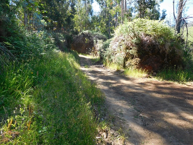 20.06.2016 Levada da Serra da Ponte do Pargo-Levada Nova-Rundtour — Von der Levada Nova entlang der Forstpiste — Foto 18