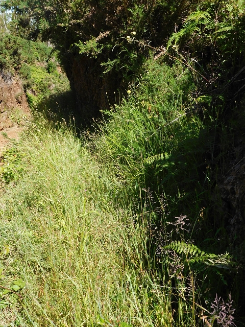 20.06.2016 Levada da Serra da Ponte do Pargo-Levada Nova-Rundtour — Von der Levada Nova entlang der Forstpiste — Foto 20