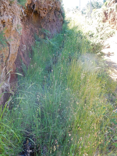 20.06.2016 Levada da Serra da Ponte do Pargo-Levada Nova-Rundtour — Durch den Wald — Foto 1