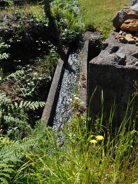 20.06.2016 Levada da Serra da Ponte do Pargo-Levada Nova-Rundtour — Durch den Wald — Foto 2
