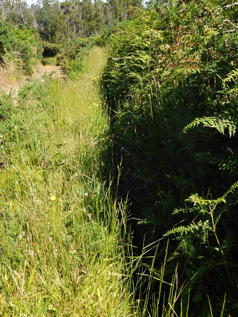 20.06.2016 Levada da Serra da Ponte do Pargo-Levada Nova-Rundtour — Durch den Wald — Foto 3