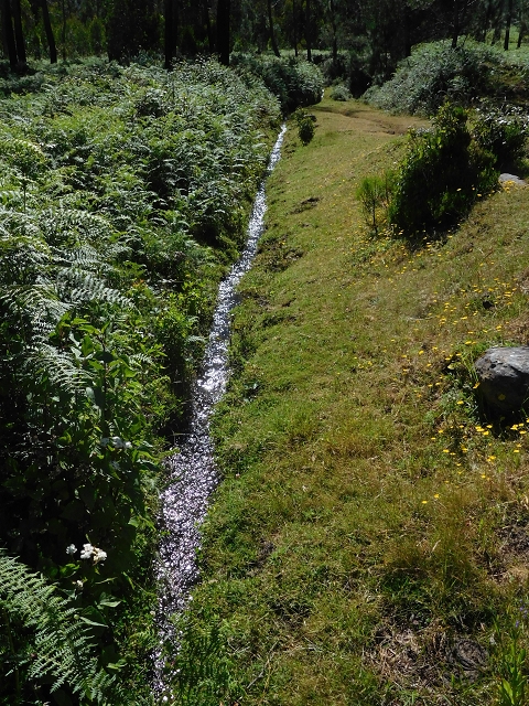 20.06.2016 Levada da Serra da Ponte do Pargo-Levada Nova-Rundtour — Durch den Wald — Foto 5