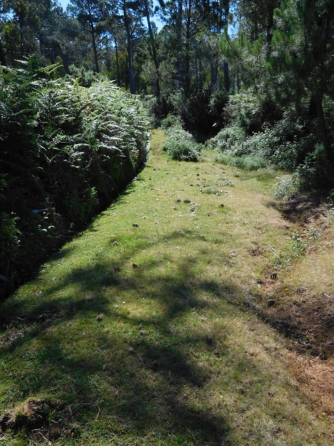 20.06.2016 Levada da Serra da Ponte do Pargo-Levada Nova-Rundtour — Durch den Wald — Foto 6