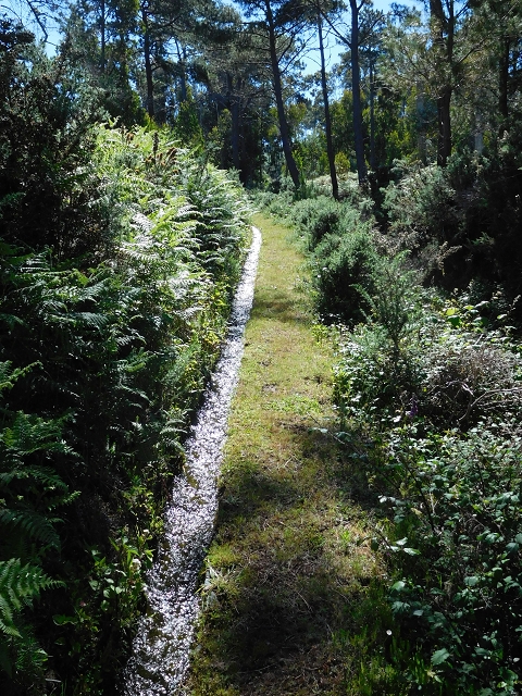 20.06.2016 Levada da Serra da Ponte do Pargo-Levada Nova-Rundtour — Durch den Wald — Foto 7