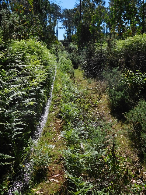 20.06.2016 Levada da Serra da Ponte do Pargo-Levada Nova-Rundtour — Durch den Wald — Foto 9