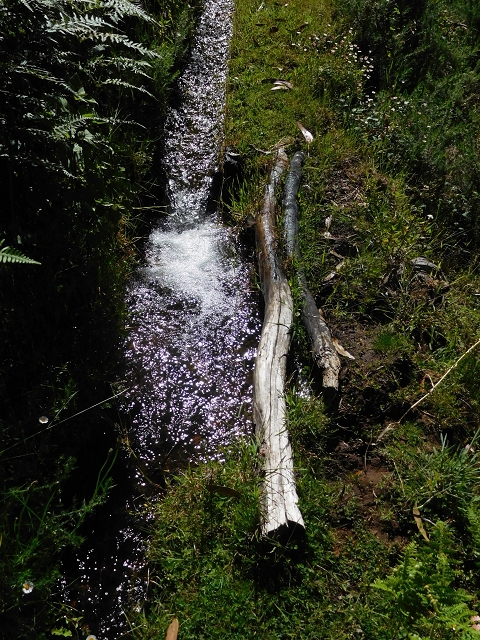 20.06.2016 Levada da Serra da Ponte do Pargo-Levada Nova-Rundtour — Durch den Wald — Foto 10