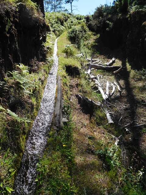20.06.2016 Levada da Serra da Ponte do Pargo-Levada Nova-Rundtour — Durch den Wald — Foto 11