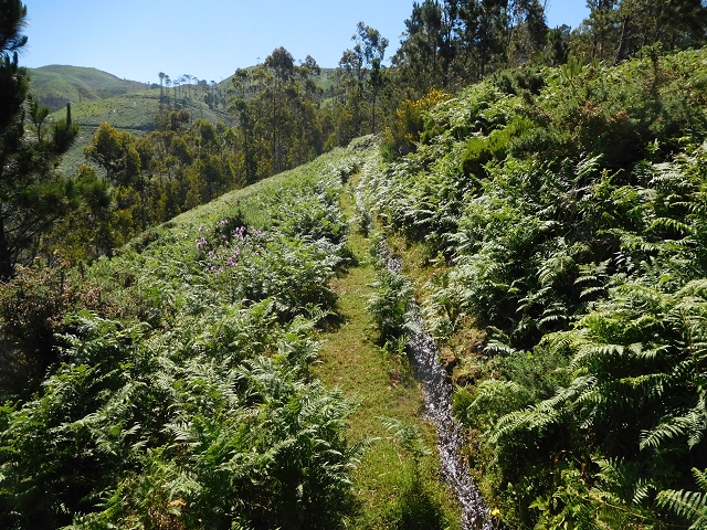 20.06.2016 Levada da Serra da Ponte do Pargo-Levada Nova-Rundtour — Durch den Farn bis zur Bachpassage — Foto 1