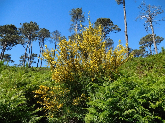 20.06.2016 Levada da Serra da Ponte do Pargo-Levada Nova-Rundtour — Durch den Farn bis zur Bachpassage — Foto 2