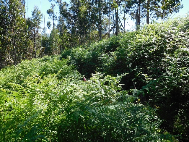 20.06.2016 Levada da Serra da Ponte do Pargo-Levada Nova-Rundtour — Durch den Farn bis zur Bachpassage — Foto 3