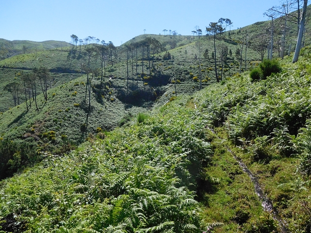 20.06.2016 Levada da Serra da Ponte do Pargo-Levada Nova-Rundtour — Durch den Farn bis zur Bachpassage — Foto 4