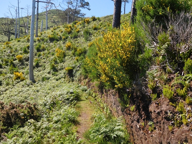 20.06.2016 Levada da Serra da Ponte do Pargo-Levada Nova-Rundtour — Durch den Farn bis zur Bachpassage — Foto 5