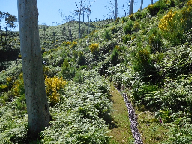 20.06.2016 Levada da Serra da Ponte do Pargo-Levada Nova-Rundtour — Durch den Farn bis zur Bachpassage — Foto 6