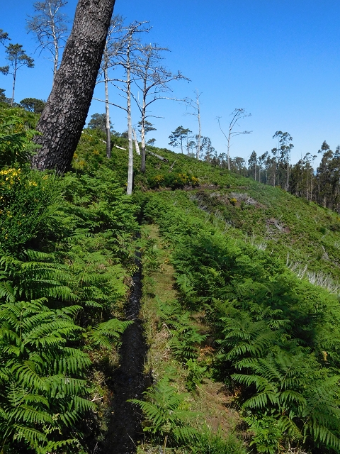 20.06.2016 Levada da Serra da Ponte do Pargo-Levada Nova-Rundtour — Durch den Farn bis zur Bachpassage — Foto 9