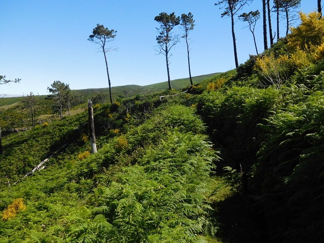 20.06.2016 Levada da Serra da Ponte do Pargo-Levada Nova-Rundtour — Durch den Farn bis zur Bachpassage — Foto 10