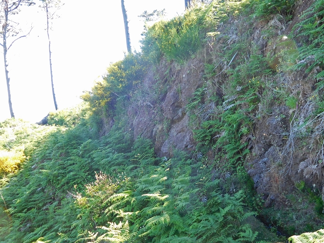 20.06.2016 Levada da Serra da Ponte do Pargo-Levada Nova-Rundtour — Durch den Farn bis zur Bachpassage — Foto 11
